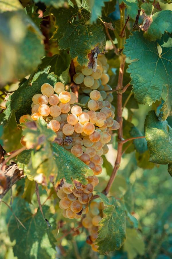 Chateau Artwine Art'ana 外观 照片